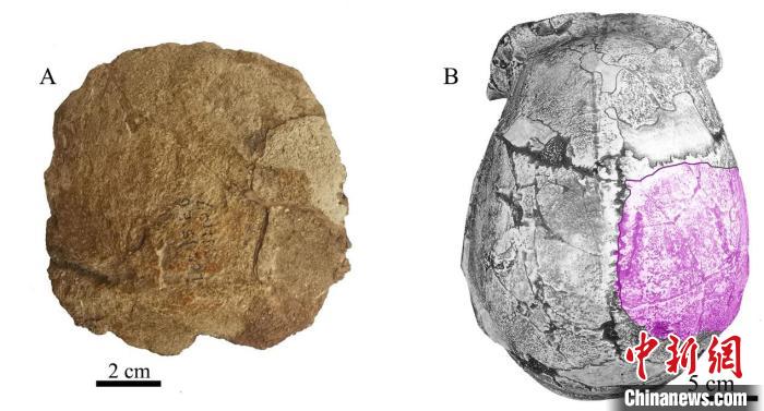 實證中國百萬年人類演化史周口店北京人遺址新發現古人類頂骨化石
