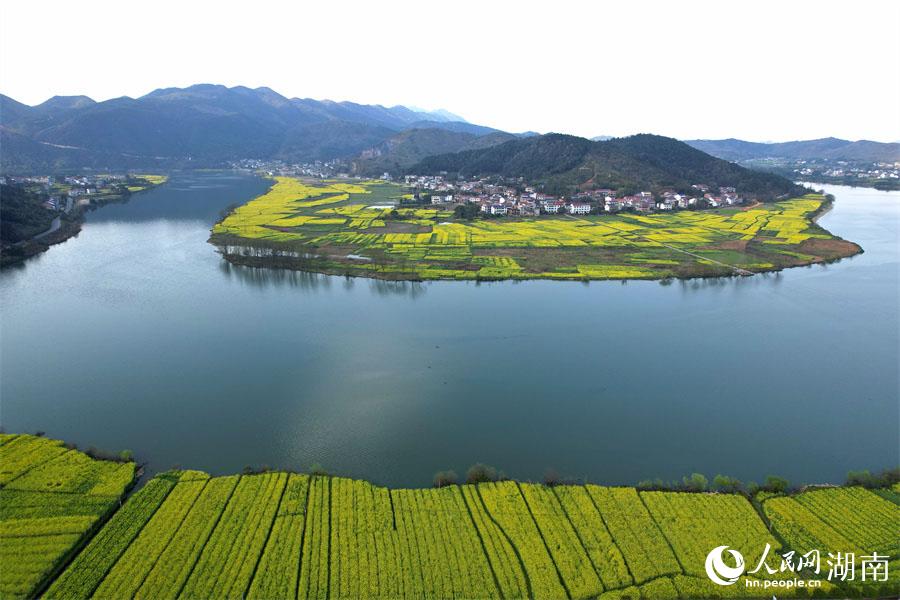 春江水暖，油菜花開。人民網 李芳森攝