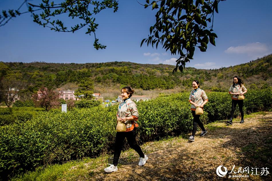茶農走進茶園。浦克承攝