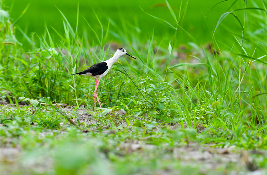生態(tài)綠屏修復完成，吸引眾多野生動物在此棲息繁衍。翟鑫彬攝