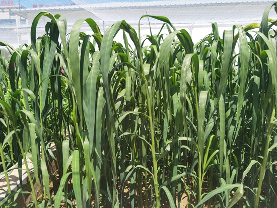 河北省張家口農科院試驗田中的“張雜谷”正在茂盛生長。 受訪者供圖