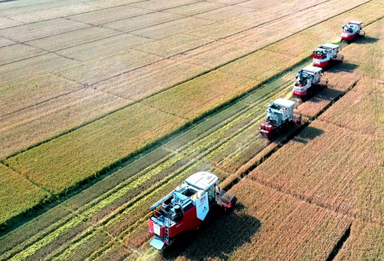 今年6月，河北省衡水市阜城縣碼頭鎮戈家墳村的麥田里，大型聯合收割機“組團”作業。 苗鳳強攝