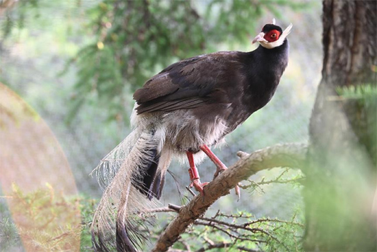 小五臺山國家級自然保護區繁育基地中的褐馬雞。姚偉強攝