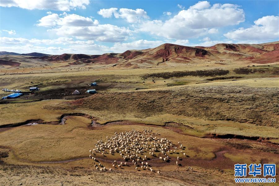 (決戰決勝脫貧攻堅·圖文互動)(3)“阿旺綿羊”成就大產業——西藏貢覺縣做大做強扶貧產業見聞