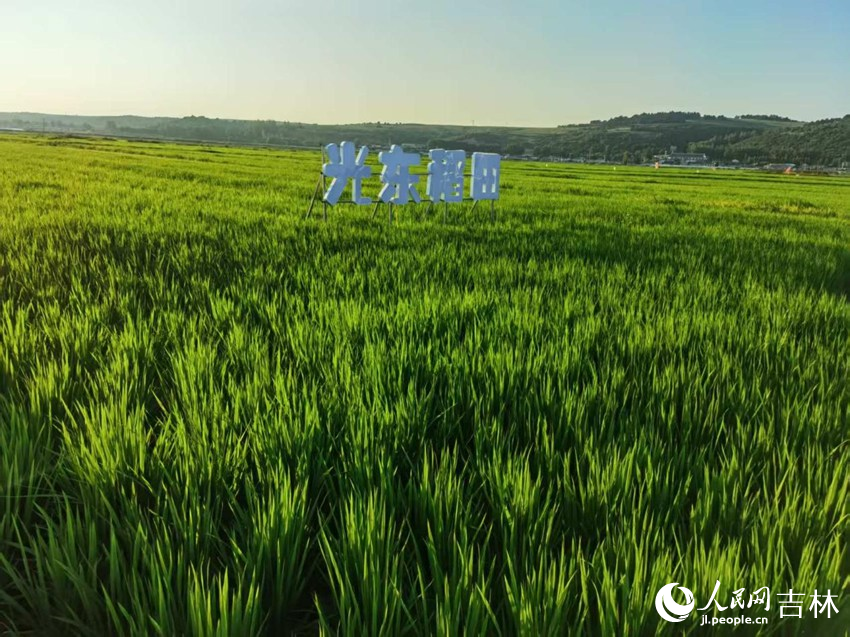 光東村稻田風景美如畫（資料圖片）。人民網記者 王海躍攝