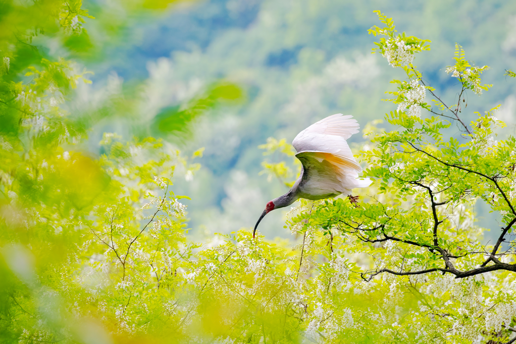 2024年5月2日，一只秦嶺以北野放朱鹮在陜西省銅川市耀州區(qū)沮河上游洋槐林中飛翔。