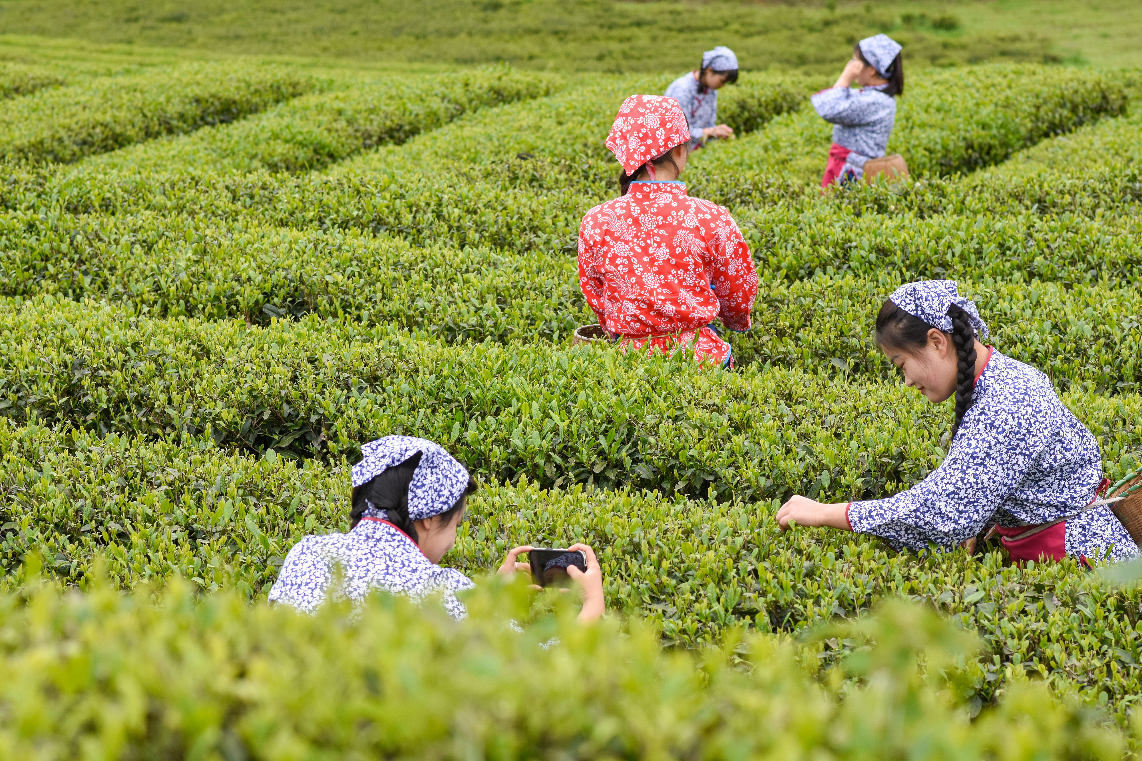 2023年4月6日，游客在貴州省銅仁市江口縣怒溪鎮駱象村生態茶園體驗采茶樂趣。