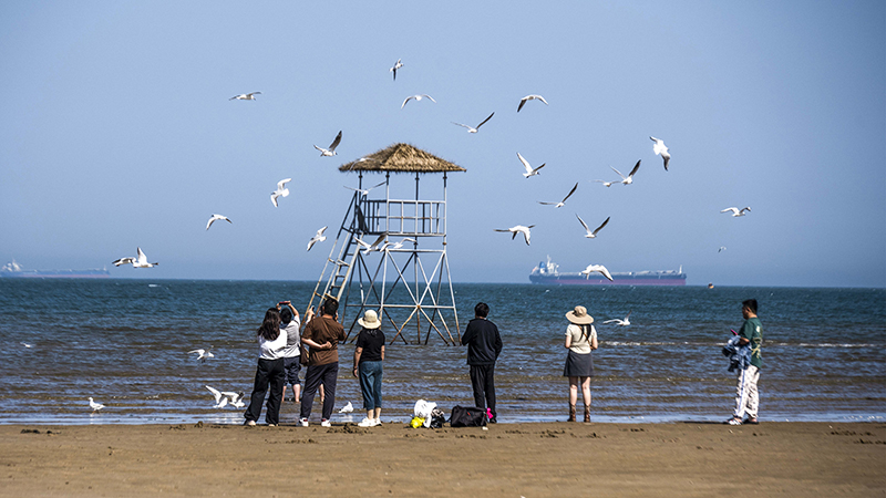 2024年5月12日，河北秦皇島，北戴河鴿子窩公園成群海鷗在天空中自由翱翔，與大海、藍(lán)天構(gòu)成了一幅美麗的畫卷。