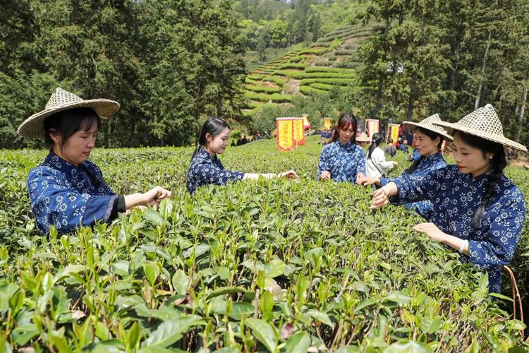 2025年4月13日，福建武夷山市星村鎮朝陽村茶農在生態茶園展示采茶。新華社發（邱汝泉 攝）