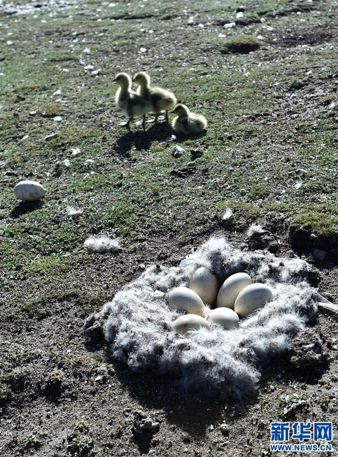 （環境）（2）藏北斑頭雁