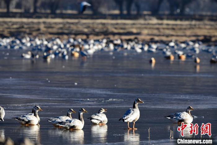 圖為拉薩市林周縣境內(nèi)越冬的候鳥?！∝暩聛硭?攝