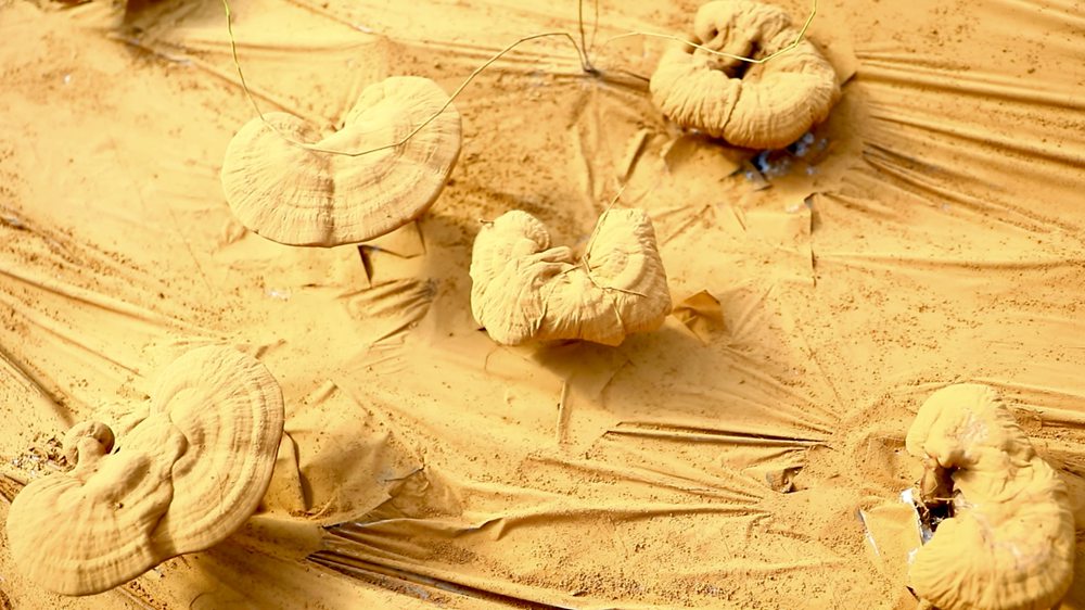 靈芝基地內(nèi)孢子粉布滿塑料膜。