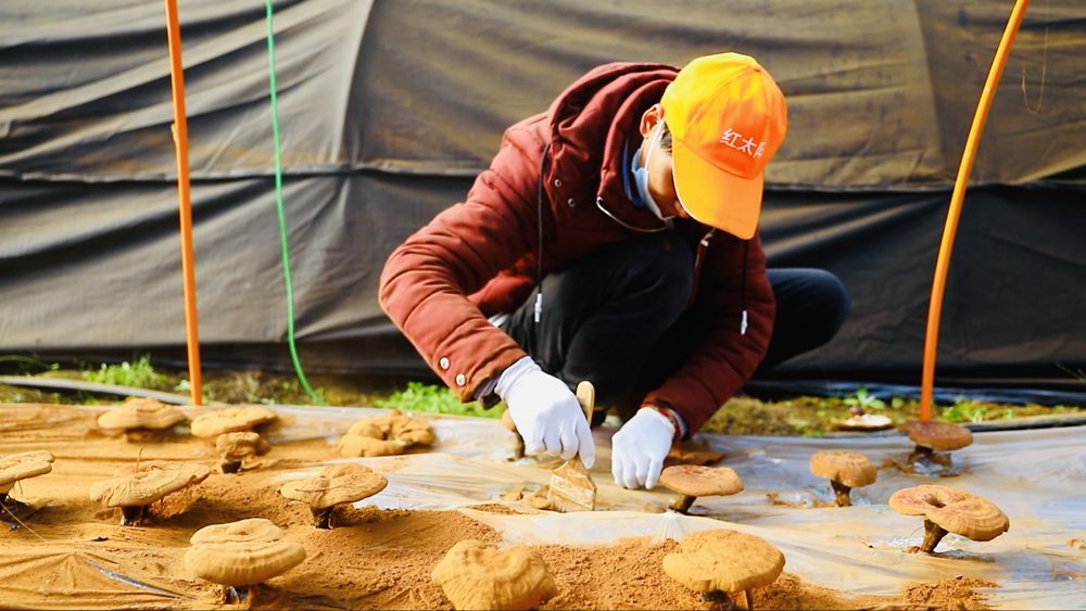 采收靈芝孢子粉。