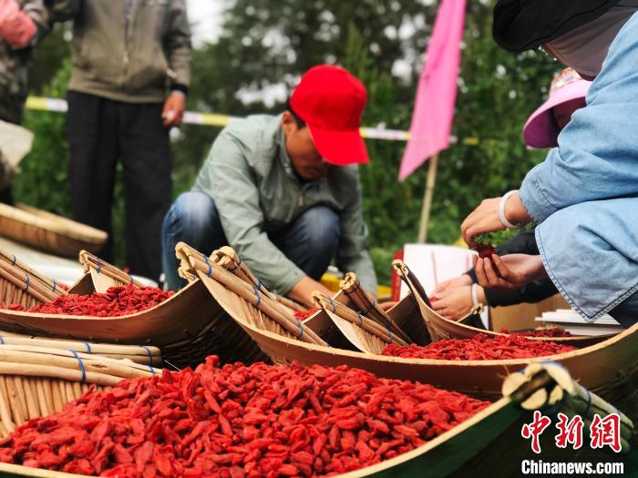 青海海西多舉措助推柴達木枸杞產業健康發展