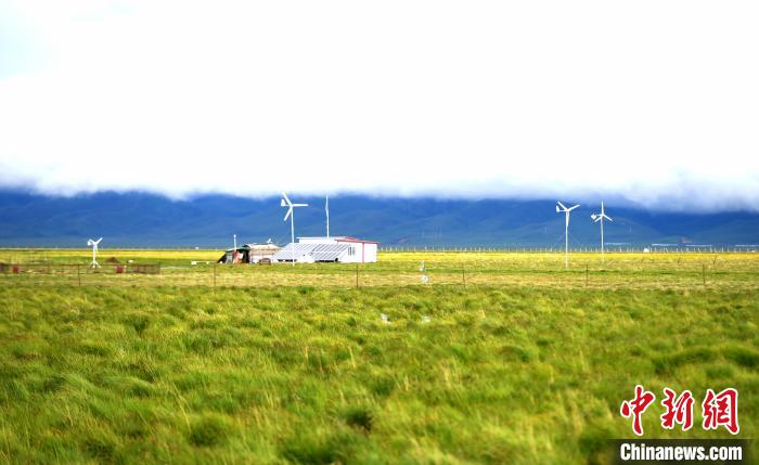 四川若爾蓋花湖生態治理：黑頸鶴“家族”日漸壯大