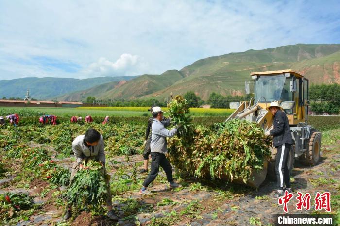 青海貴德:蔬菜產業敲開百姓幸福生活的大門
