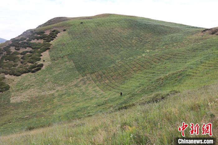 四川省阿壩州若爾蓋縣草原沙化治理后。若爾蓋縣林業和草原局供圖
