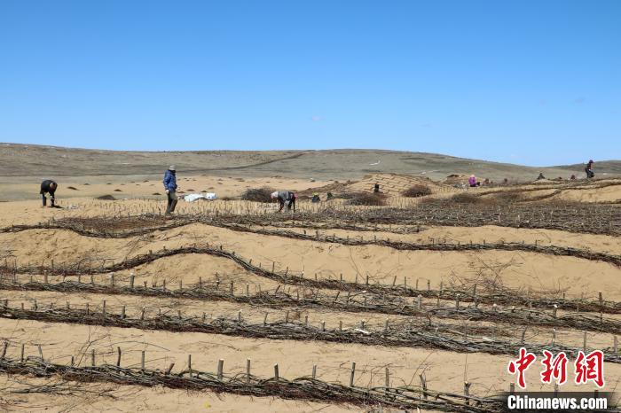 工作人員編織高山柳沙障。若爾蓋縣林業和草原局供圖