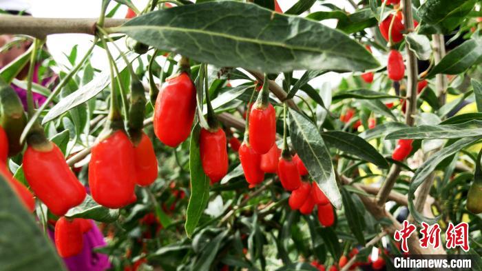 柴達木盆地農業發展質量持續提高農村常住居民人均可支配收入同比增長7%