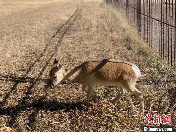 圖為普氏原羚?！±罱瓕?攝