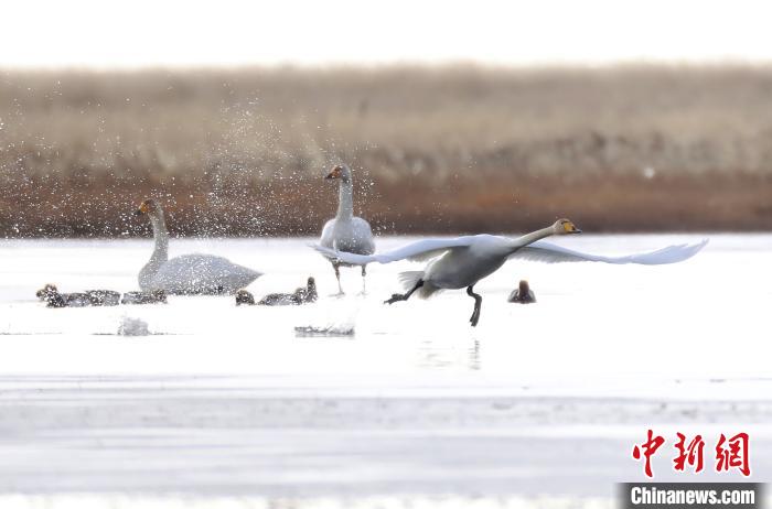 四川省阿壩州若爾蓋縣麥溪鄉的大天鵝。　安源 攝