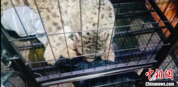 青海都蘭多方協力成功救助受傷雪豹