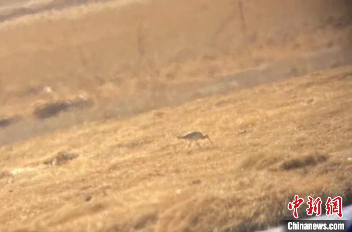 隆寶國家級自然保護區鳥類名錄增加到134種