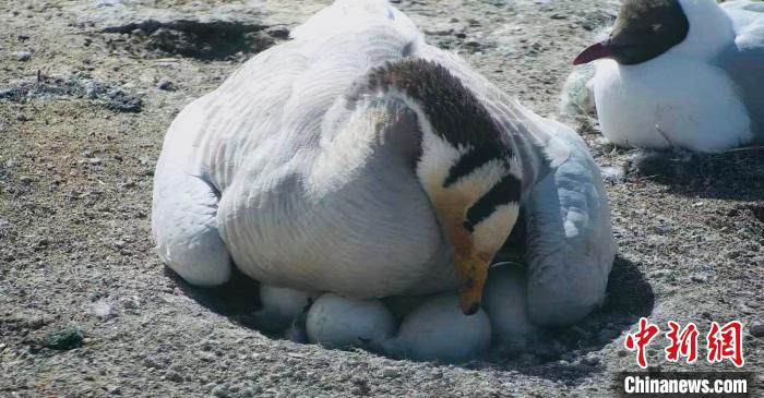 圖為斑頭雁孵蛋。　綠色江河 供圖