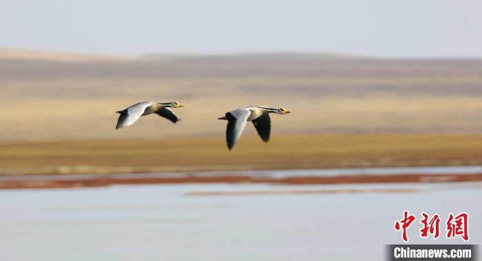 圖為飛翔的斑頭雁。　綠色江河 供圖
