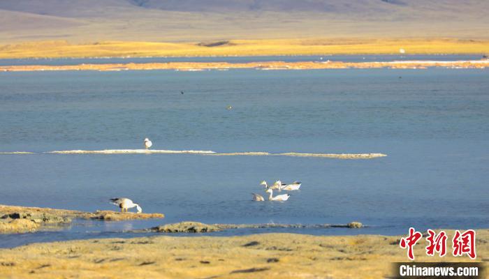 圖為斑頭雁在班德湖中休憩。　綠色江河 供圖