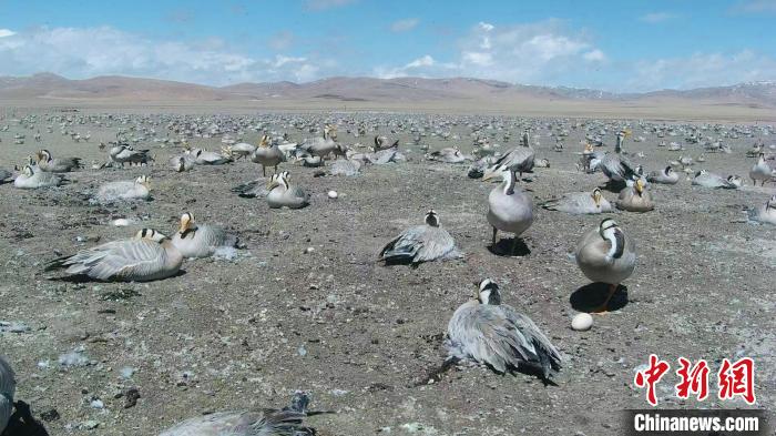 圖為斑頭雁在空地上孵蛋。　綠色江河 供圖
