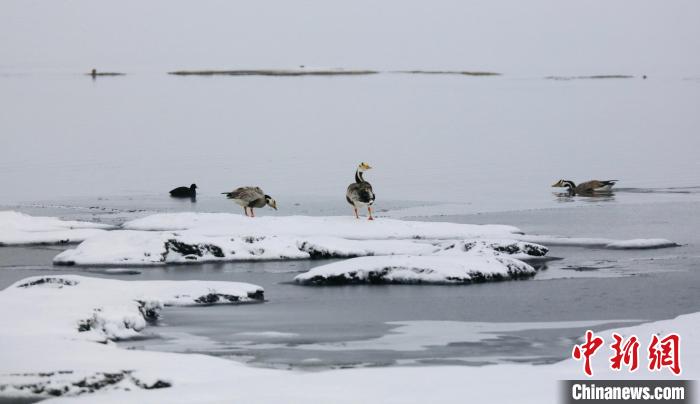 圖為斑頭雁在班德湖邊嬉戲。　綠色江河 供圖