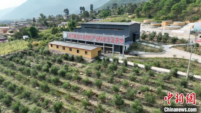 伍合村的油橄欖種植基地。 高嘉琪 攝