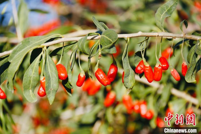 圖為柴達木盆地有機枸杞。 孫睿 攝