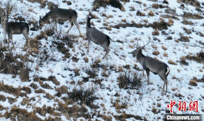 圖為巖羊和馬鹿集體覓食。　都蘭縣融媒體中心 供圖