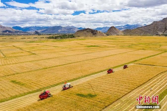 資料圖：西藏日喀則市江孜縣紫金鄉努堆村村民利用收割機收青稞。<a target='_blank' ><p  align=