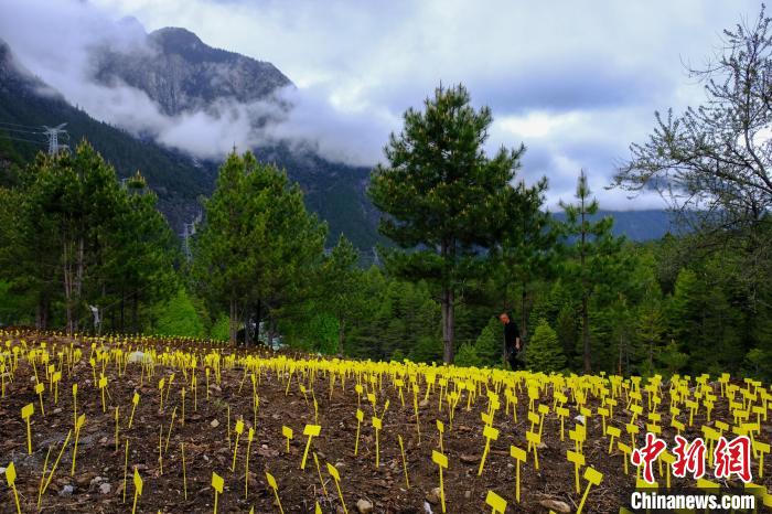 西藏波密天麻產業初具規模帶動當地農牧民增收致富