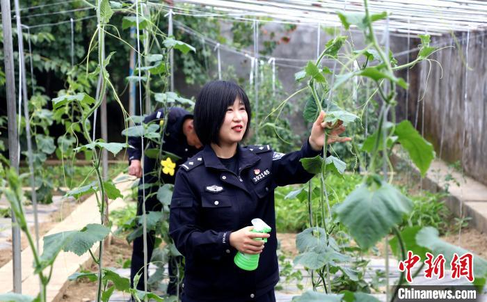 圖為李冬雪在溫室大棚里勞作。　西藏出入境邊防檢查總站供圖