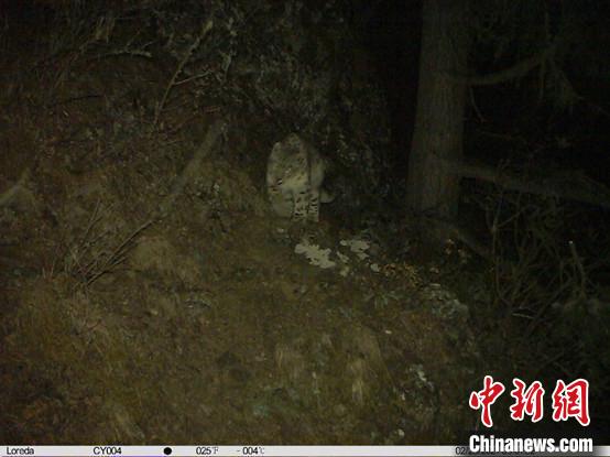 西藏林芝首次發現雪豹
