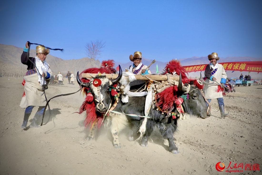 在過去漫長的歲月里，牦牛是農(nóng)耕的主力，“二牛抬杠”代表了一個時代。人民網(wǎng) 次仁羅布攝