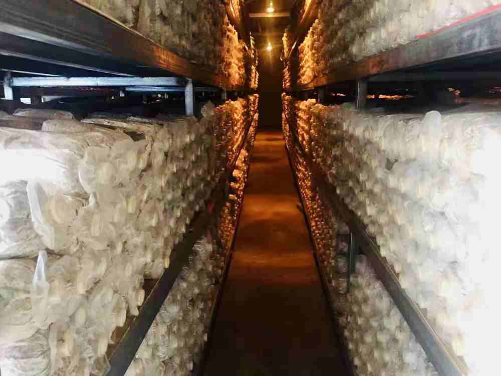 菌棒培育。索扎攝