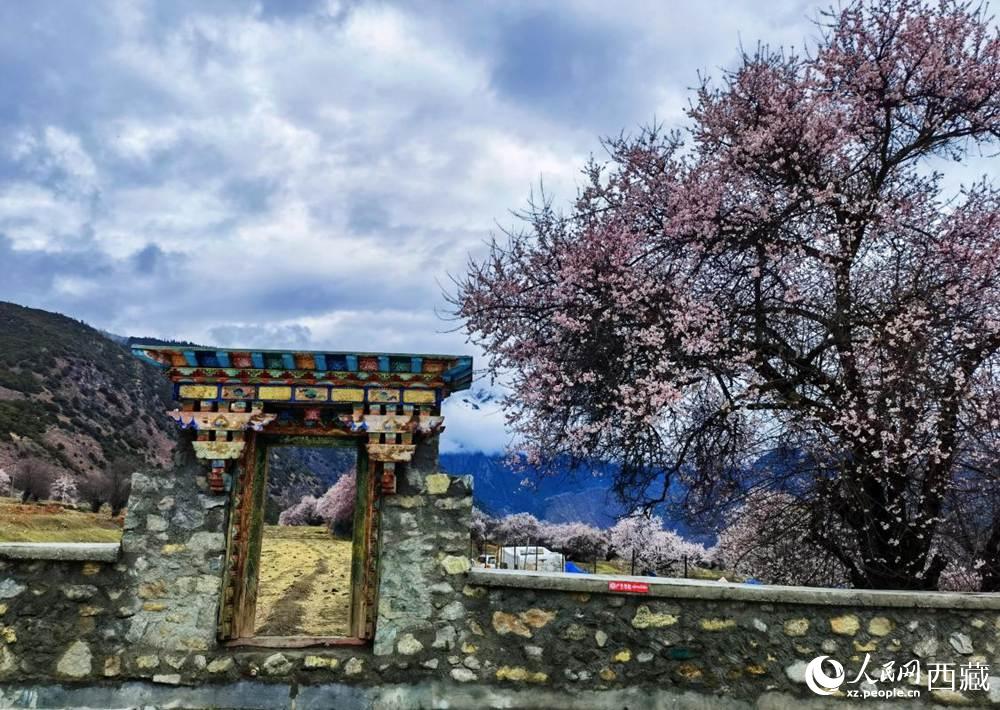 桃花下的藏式民居。人民網 李海霞攝