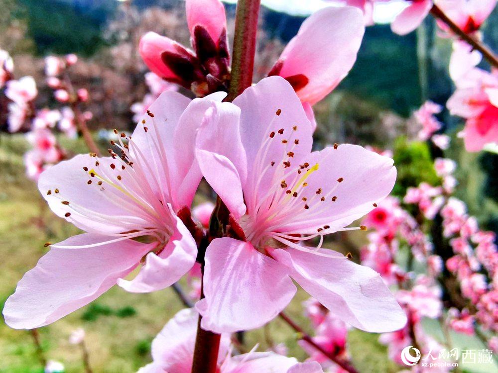 林芝桃花開。人民網 李海霞攝