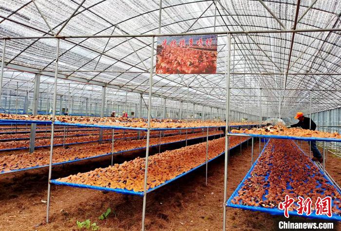 圖為紅太陽科技示范家庭農場采收的靈芝?！∑酱胪喙﹫D