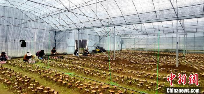 圖為紅太陽科技示范家庭農場組織民眾采收靈芝?！∑酱胪喙﹫D