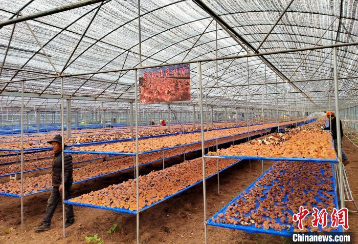 圖為紅太陽科技示范家庭農場采收的靈芝。　平措旺青供圖