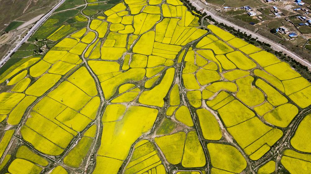 西藏墨竹工卡縣油菜農(nóng)田。