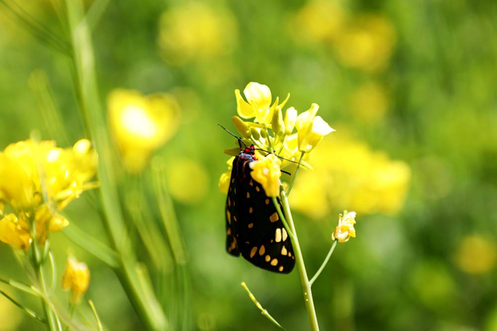 一只蝴蝶停留在油菜花上。