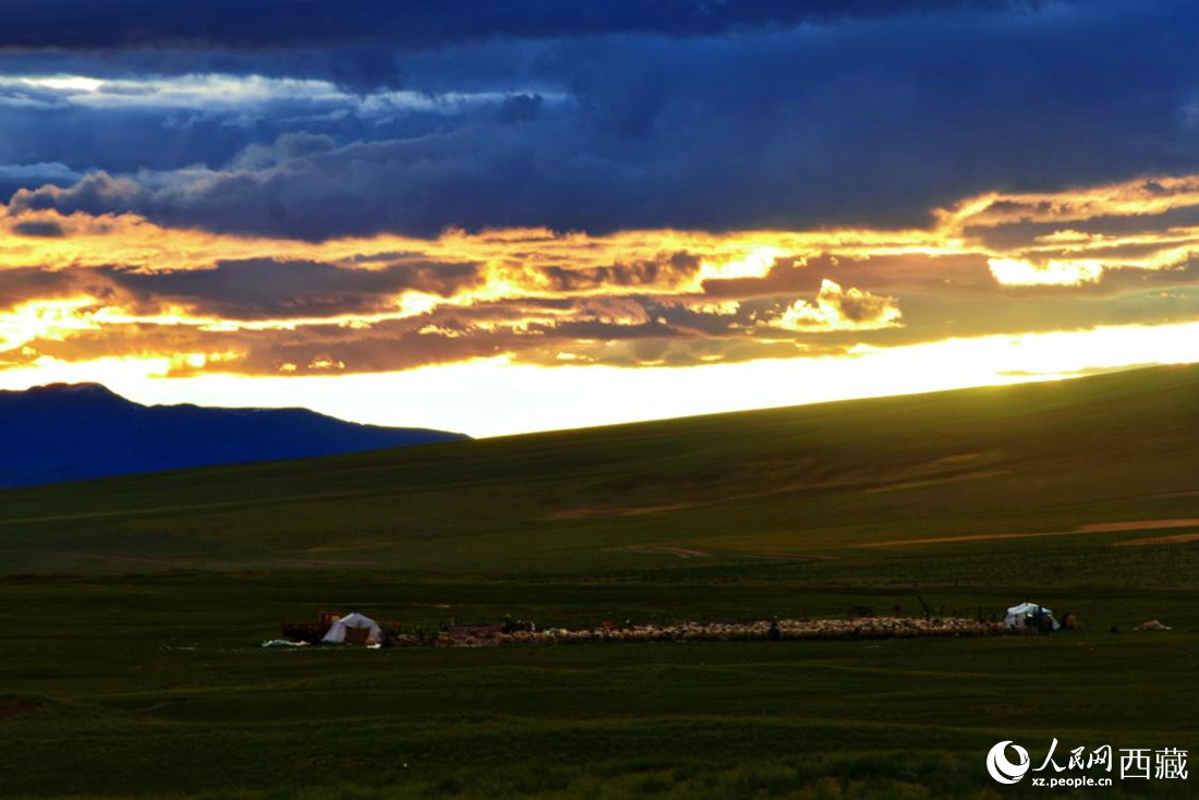黃昏下的帳篷，牧民過著幸福生活。 人民網 李海霞攝