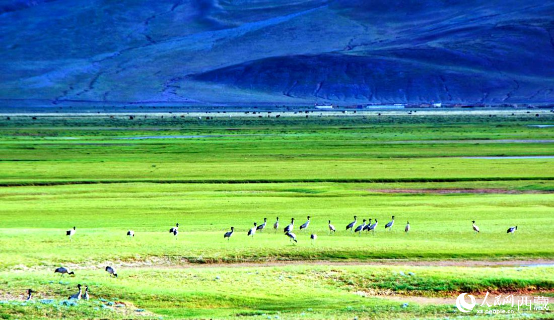 這個季節正是黑頸鶴繁殖季。人民網 李海霞攝